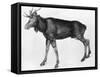 Young Scandinavian Elk with Immature Antlers, Late 15th-Early 16th Century-Albrecht Durer-Framed Stretched Canvas