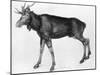 Young Scandinavian Elk with Immature Antlers, Late 15th-Early 16th Century-Albrecht Durer-Mounted Giclee Print
