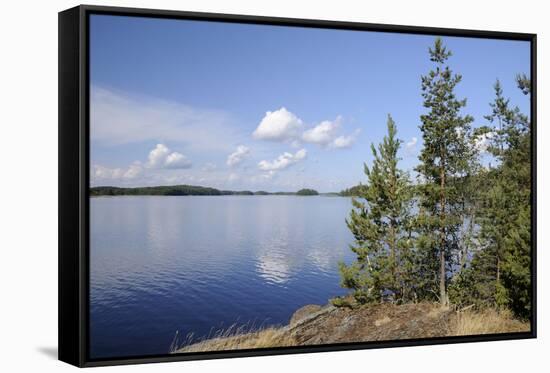 Young Scots Pine Trees (Pinus Sylvestris) Growing Near Rocky Shore of Lake Saimaa-Nick Upton-Framed Stretched Canvas