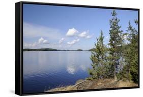 Young Scots Pine Trees (Pinus Sylvestris) Growing Near Rocky Shore of Lake Saimaa-Nick Upton-Framed Stretched Canvas