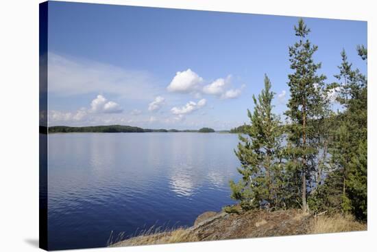 Young Scots Pine Trees (Pinus Sylvestris) Growing Near Rocky Shore of Lake Saimaa-Nick Upton-Stretched Canvas
