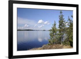 Young Scots Pine Trees (Pinus Sylvestris) Growing Near Rocky Shore of Lake Saimaa-Nick Upton-Framed Photographic Print