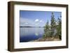 Young Scots Pine Trees (Pinus Sylvestris) Growing Near Rocky Shore of Lake Saimaa-Nick Upton-Framed Photographic Print