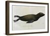 Young Sea Lion-null-Framed Giclee Print