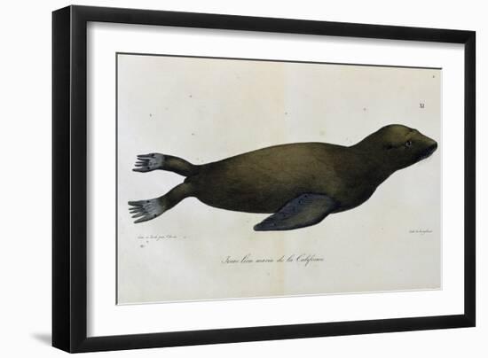 Young Sea Lion-null-Framed Giclee Print