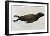 Young Sea Lion-null-Framed Giclee Print