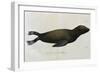 Young Sea Lion-null-Framed Giclee Print