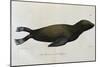 Young Sea Lion-null-Mounted Giclee Print