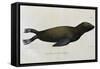 Young Sea Lion-null-Framed Stretched Canvas