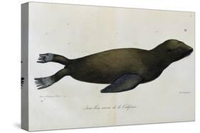 Young Sea Lion-null-Stretched Canvas