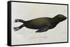 Young Sea Lion-null-Framed Stretched Canvas