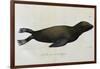 Young Sea Lion-null-Framed Giclee Print