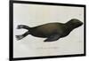 Young Sea Lion-null-Framed Giclee Print