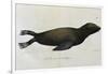 Young Sea Lion-null-Framed Premium Giclee Print