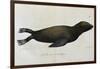 Young Sea Lion-null-Framed Premium Giclee Print