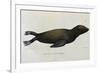 Young Sea Lion-null-Framed Giclee Print