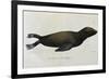 Young Sea Lion-null-Framed Giclee Print