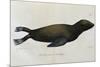 Young Sea Lion-null-Mounted Giclee Print