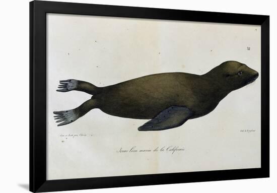 Young Sea Lion-null-Framed Giclee Print