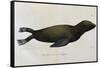 Young Sea Lion-null-Framed Stretched Canvas
