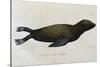 Young Sea Lion-null-Stretched Canvas