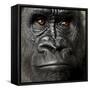 Young Silverback Gorilla in Front of a White Background-Eric Isselee-Framed Stretched Canvas