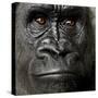 Young Silverback Gorilla in Front of a White Background-Eric Isselee-Stretched Canvas