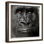 Young Silverback Gorilla in Front of a White Background-Eric Isselee-Framed Photographic Print