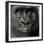 Young Silverback Gorilla in Front of a White Background-Eric Isselee-Framed Photographic Print