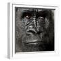 Young Silverback Gorilla in Front of a White Background-Eric Isselee-Framed Photographic Print