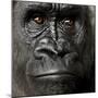 Young Silverback Gorilla in Front of a White Background-Eric Isselee-Mounted Photographic Print