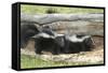 Young Skunks-outdoorsman-Framed Stretched Canvas