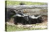 Young Skunks-outdoorsman-Stretched Canvas