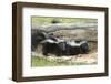 Young Skunks-outdoorsman-Framed Photographic Print