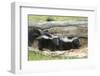Young Skunks-outdoorsman-Framed Photographic Print