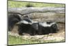 Young Skunks-outdoorsman-Mounted Photographic Print