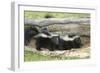 Young Skunks-outdoorsman-Framed Photographic Print