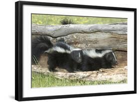 Young Skunks-outdoorsman-Framed Photographic Print