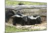 Young Skunks-outdoorsman-Mounted Photographic Print