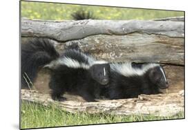 Young Skunks-outdoorsman-Mounted Photographic Print