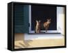 Young Somali Cat and Abyssinian Cat Sitting on Window Ledge, Italy-Adriano Bacchella-Framed Stretched Canvas