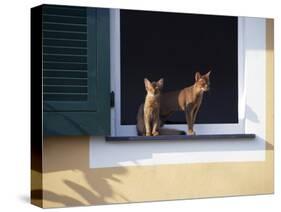 Young Somali Cat and Abyssinian Cat Sitting on Window Ledge, Italy-Adriano Bacchella-Stretched Canvas