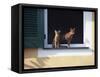 Young Somali Cat and Abyssinian Cat Sitting on Window Ledge, Italy-Adriano Bacchella-Framed Stretched Canvas