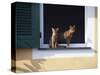 Young Somali Cat and Abyssinian Cat Sitting on Window Ledge, Italy-Adriano Bacchella-Stretched Canvas