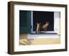 Young Somali Cat and Abyssinian Cat Sitting on Window Ledge, Italy-Adriano Bacchella-Framed Photographic Print