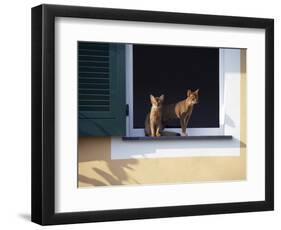 Young Somali Cat and Abyssinian Cat Sitting on Window Ledge, Italy-Adriano Bacchella-Framed Photographic Print