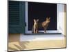 Young Somali Cat and Abyssinian Cat Sitting on Window Ledge, Italy-Adriano Bacchella-Mounted Photographic Print