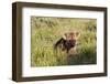 Young Spotted Hyena Hiding in the Grass-Circumnavigation-Framed Premium Photographic Print