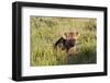 Young Spotted Hyena Hiding in the Grass-Circumnavigation-Framed Premium Photographic Print