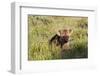 Young Spotted Hyena Hiding in the Grass-Circumnavigation-Framed Premium Photographic Print